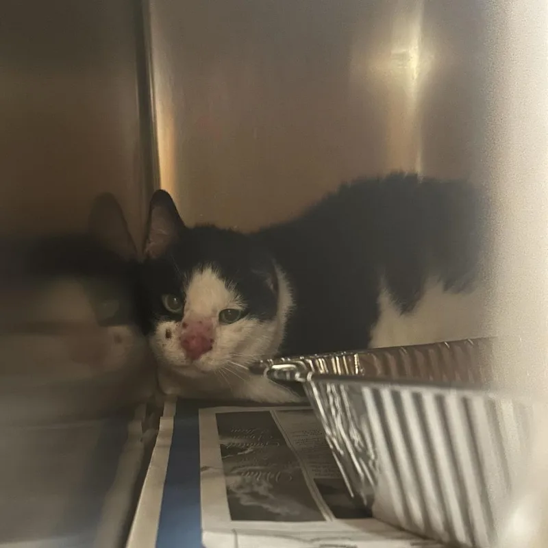 An adult large-sized male Black Domestic Short Hair cat named Gordon for adoption in Asheville, NC