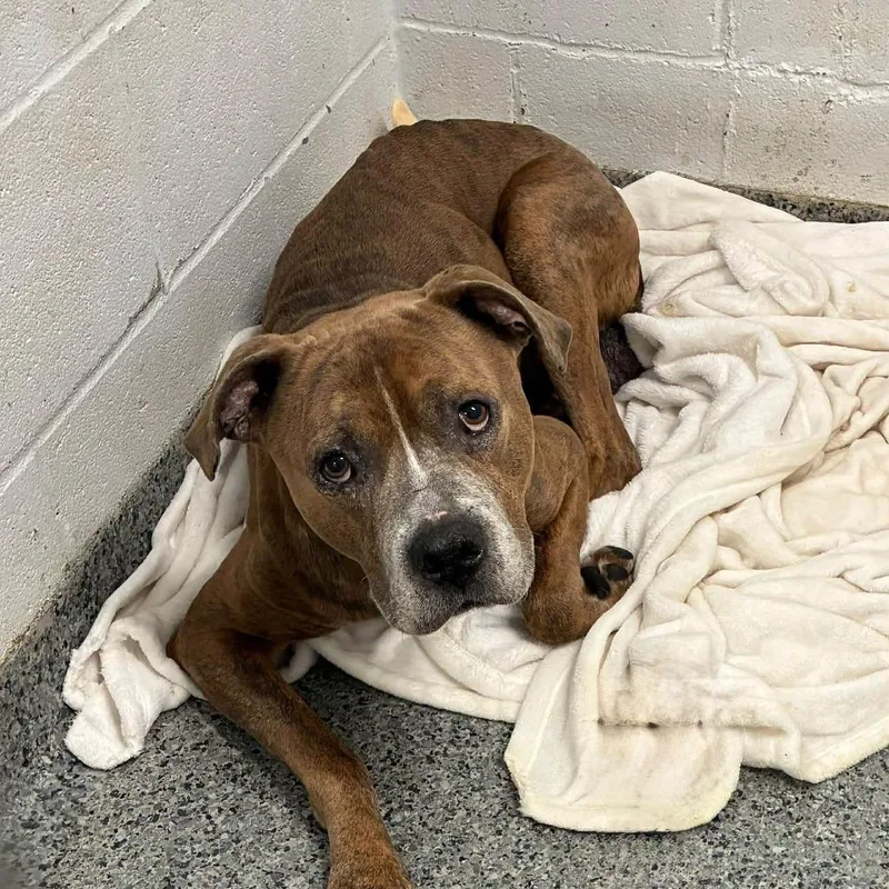 An adult large-sized male Mixed Breed dog named Donut for adoption in Jeffersonville, IN