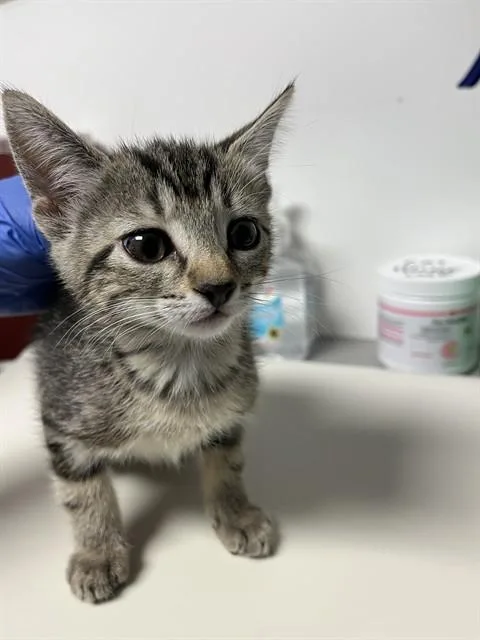 A baby small-sized female Tabby (Gray / Blue / Silver) Domestic Short Hair cat named Cali A for adoption in San Andreas, CA