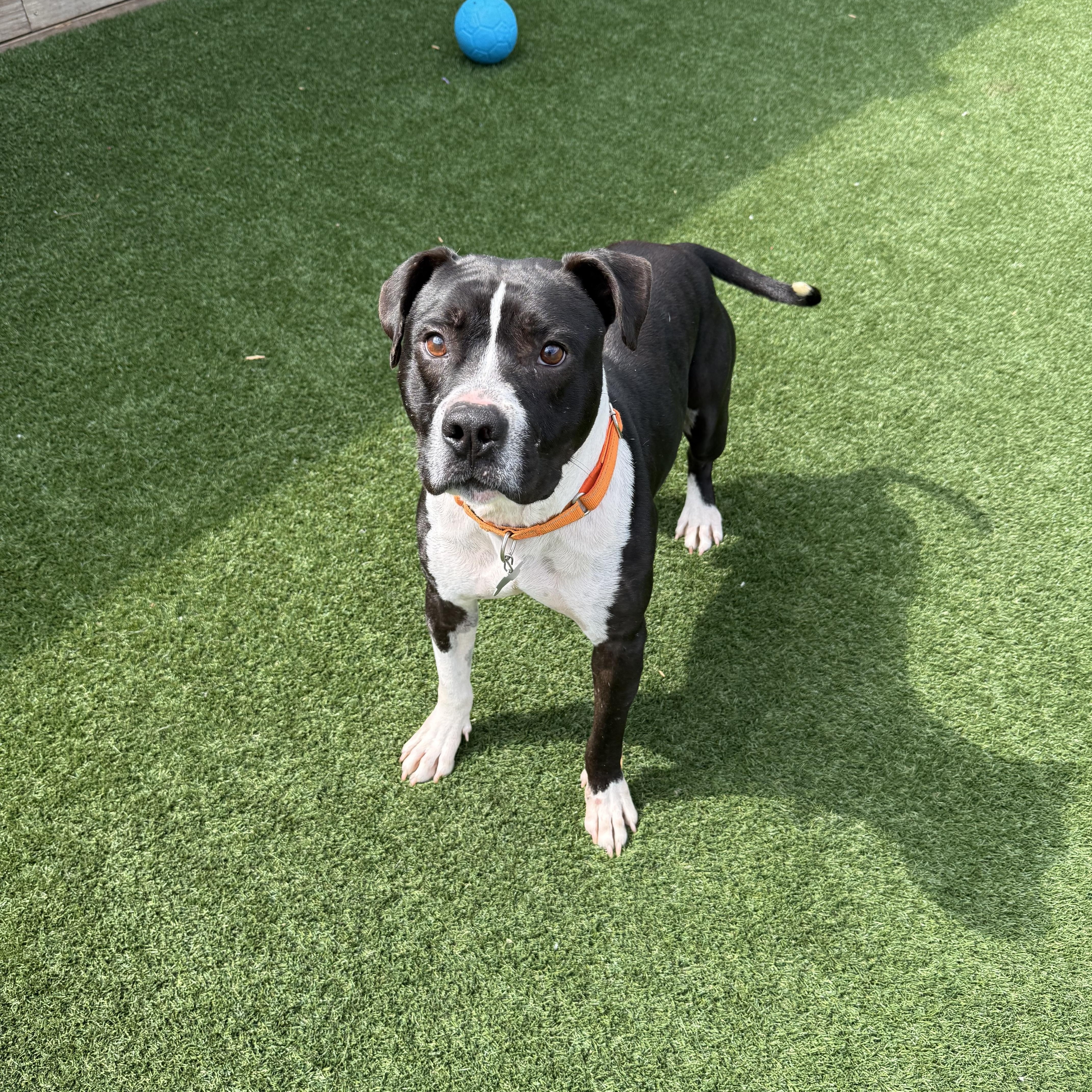 Waylon Jennings thumbnail 5