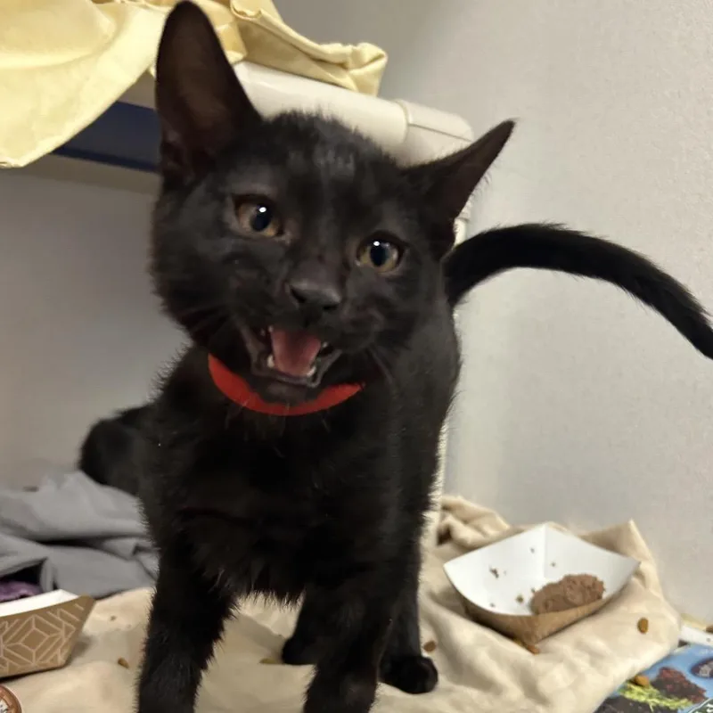 A baby small-sized male Domestic Short Hair cat named Mooncake for adoption in Dover, NH