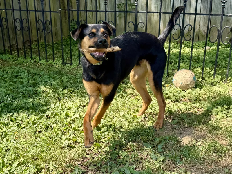 A young medium-sized male Mixed Breed dog named Alfie for adoption in Lexington, KY
