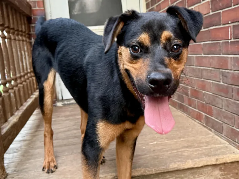 Alfie thumbnail 5