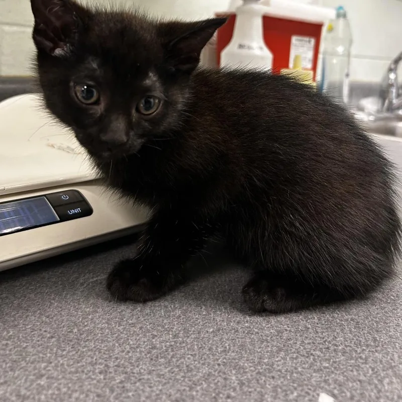 A baby small-sized male Black Domestic Short Hair cat named Sharpie for adoption in Waukesha, WI
