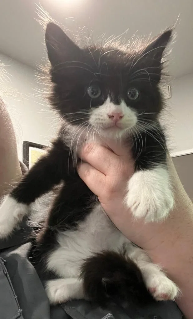 A baby small-sized male Domestic Medium Hair cat named Wendell for adoption in Richland Hills, TX