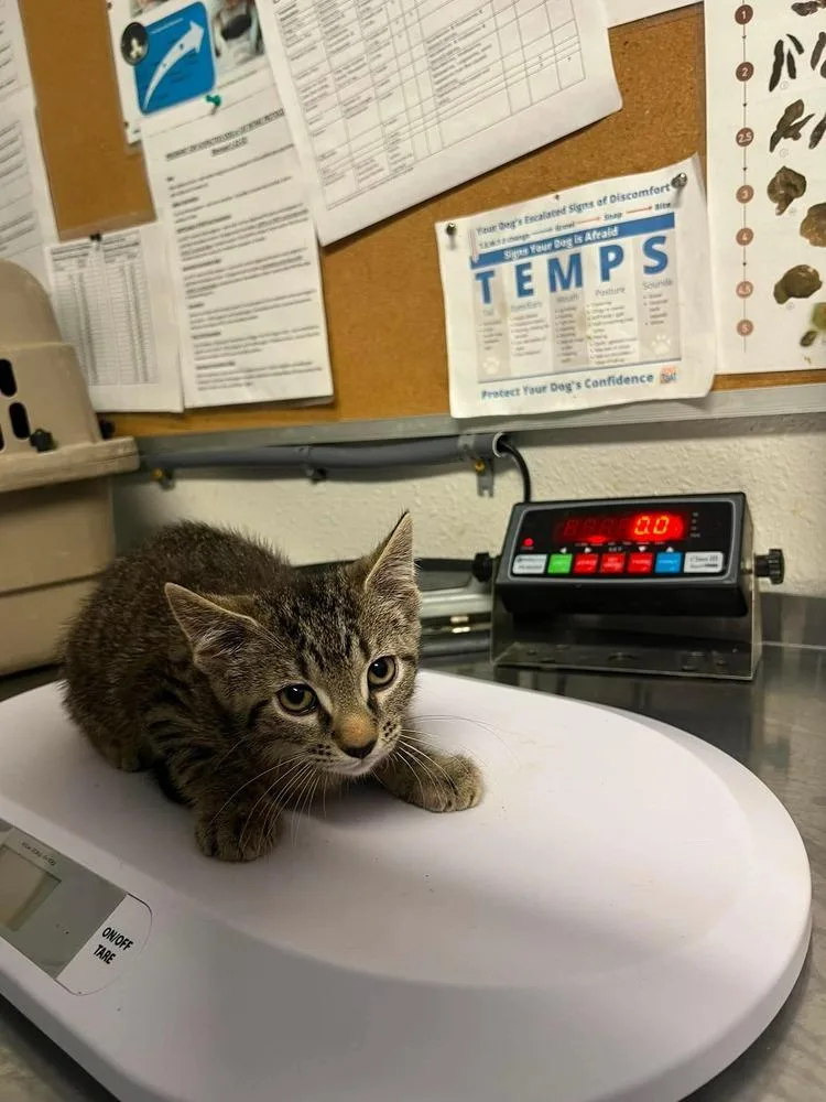 A baby small-sized male Domestic Short Hair cat named Lida Bida Boda Butt for adoption in Bolivar, MO