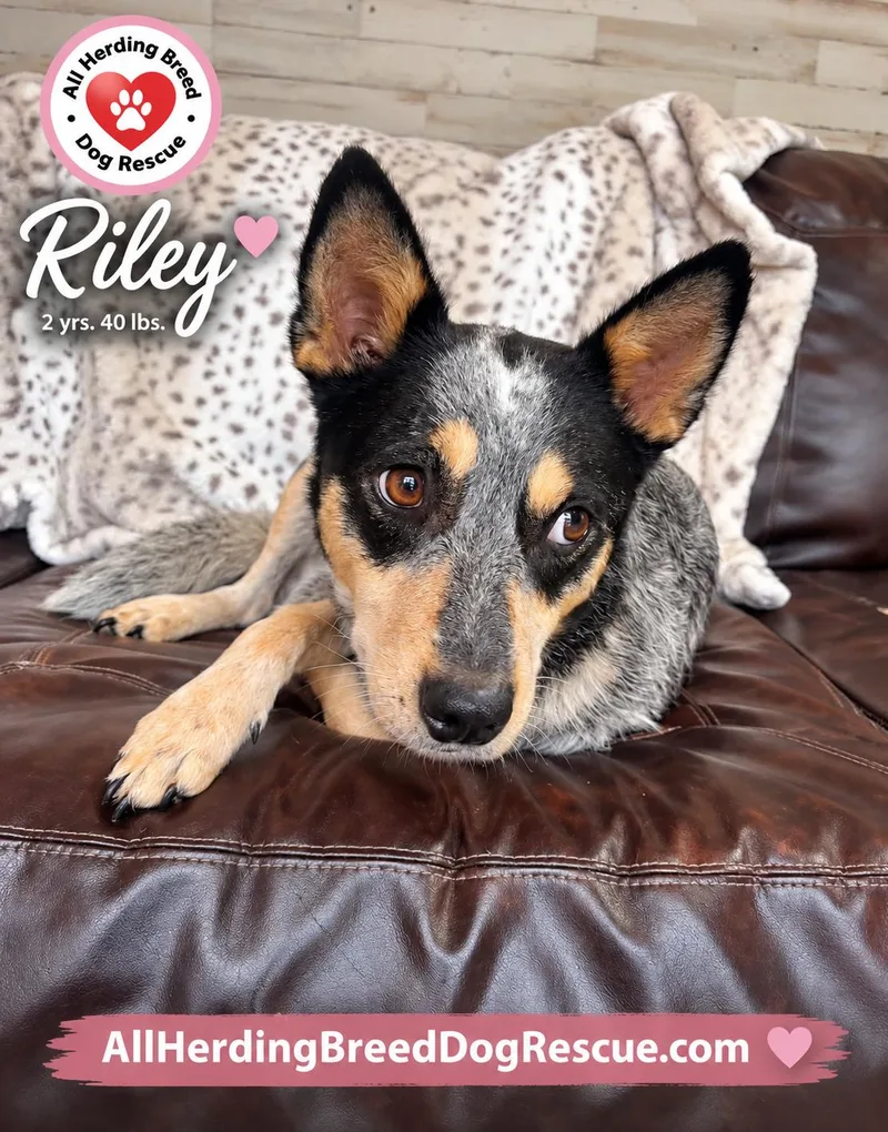 A young medium-sized female Gray / Blue / Silver Cattle Dog dog named Riley for adoption in Joliet, IL