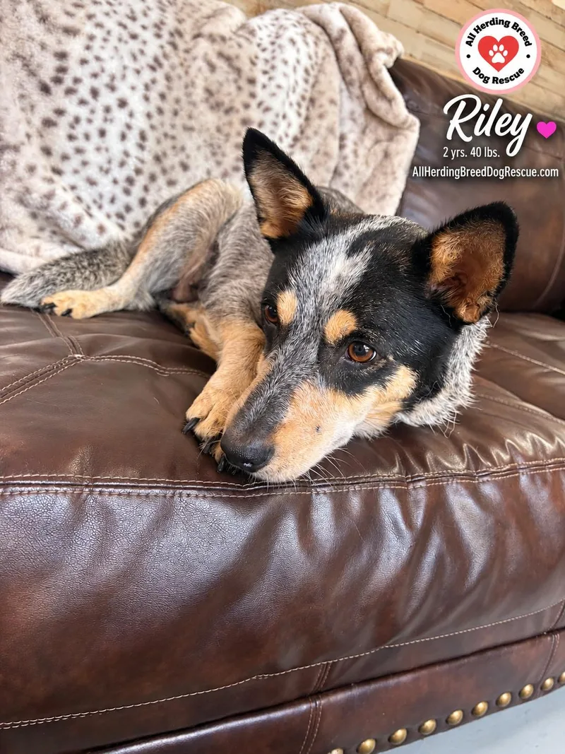 Riley thumbnail 2