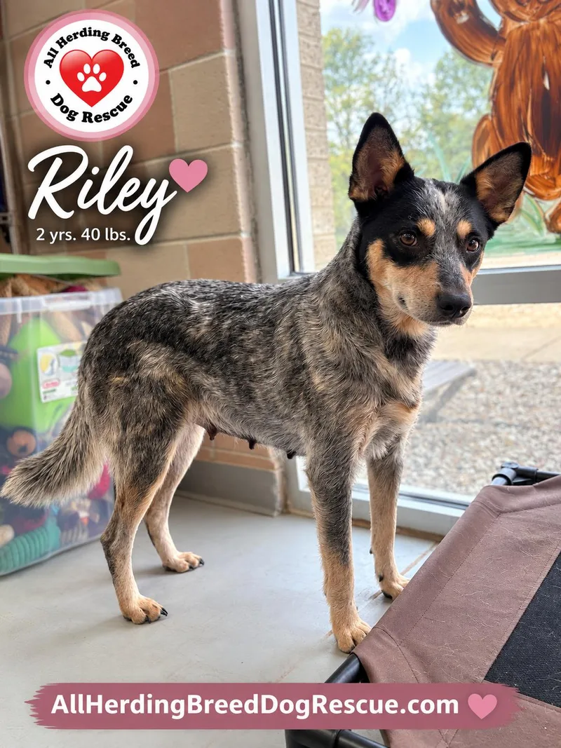 Riley thumbnail 3