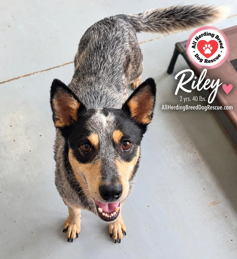Riley thumbnail 4
