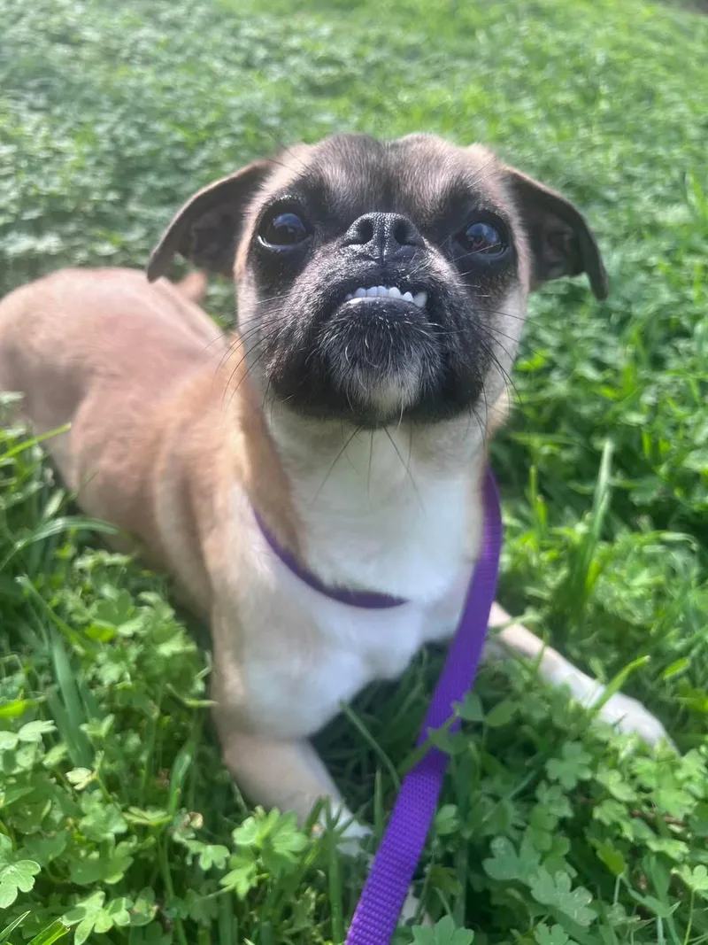 A young small-sized female Sable Pug dog named Nibbles for adoption in Benbrook, TX