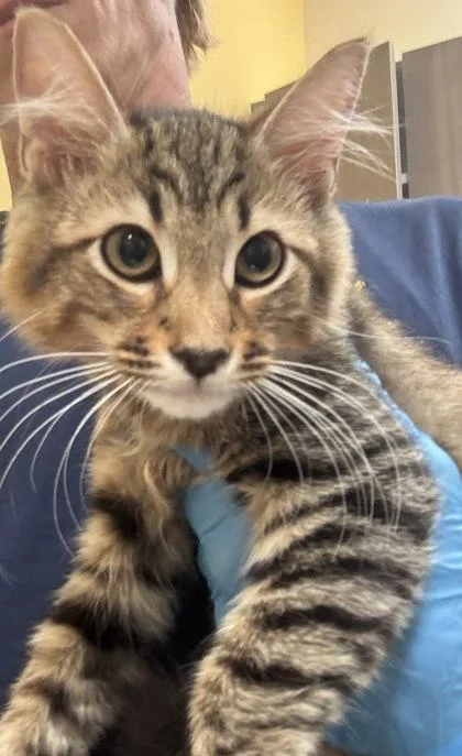 A baby small-sized male Domestic Medium Hair cat named Tybalt for adoption in Honolulu, HI