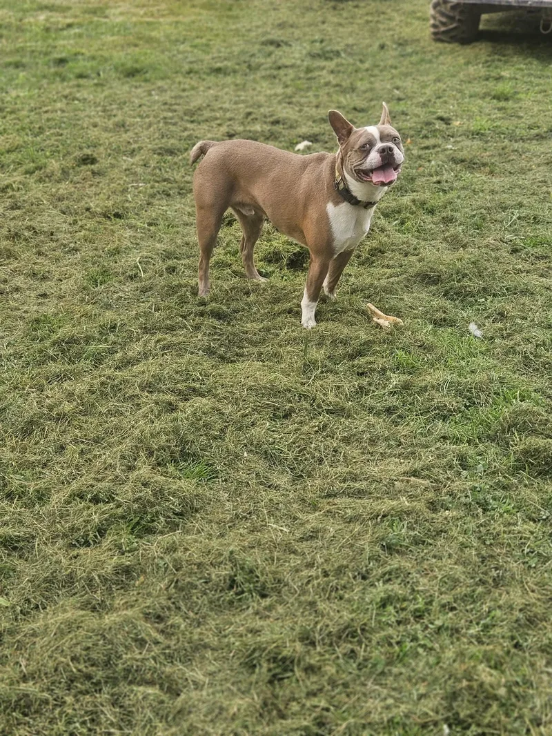 Frankie Boston thumbnail 2