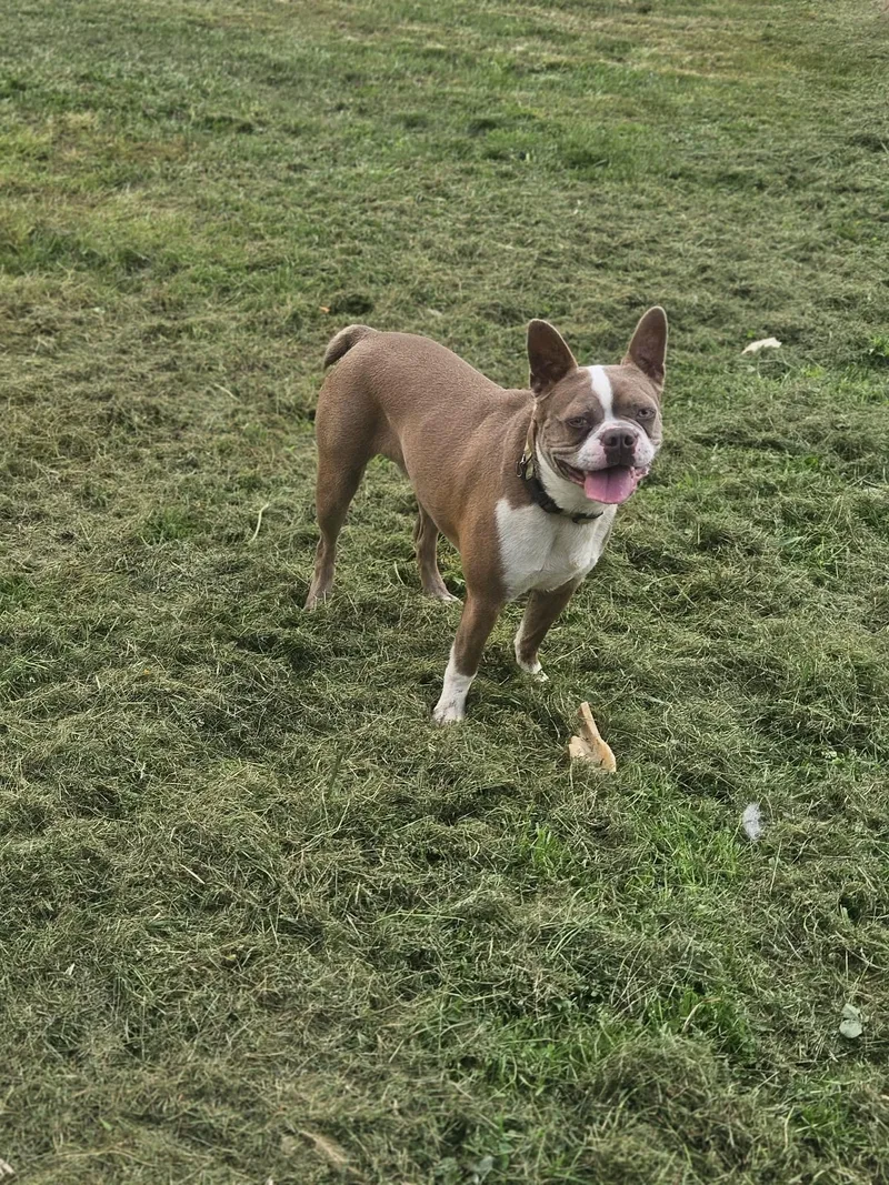 Frankie Boston thumbnail 3