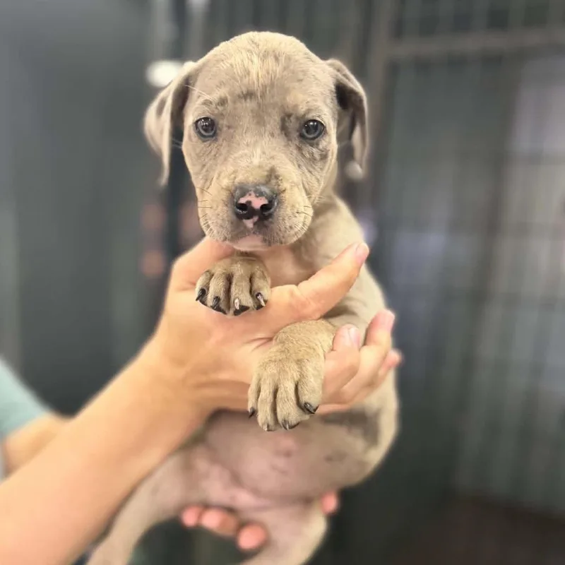A baby small-sized female Gray / Blue / Silver Pit Bull Terrier dog named Mabel for adoption in Buffalo, MN