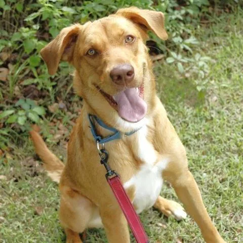 An adult medium-sized female Yellow / Tan / Blond / Fawn Labrador Retriever dog named Sandy for adoption in Novelty, OH
