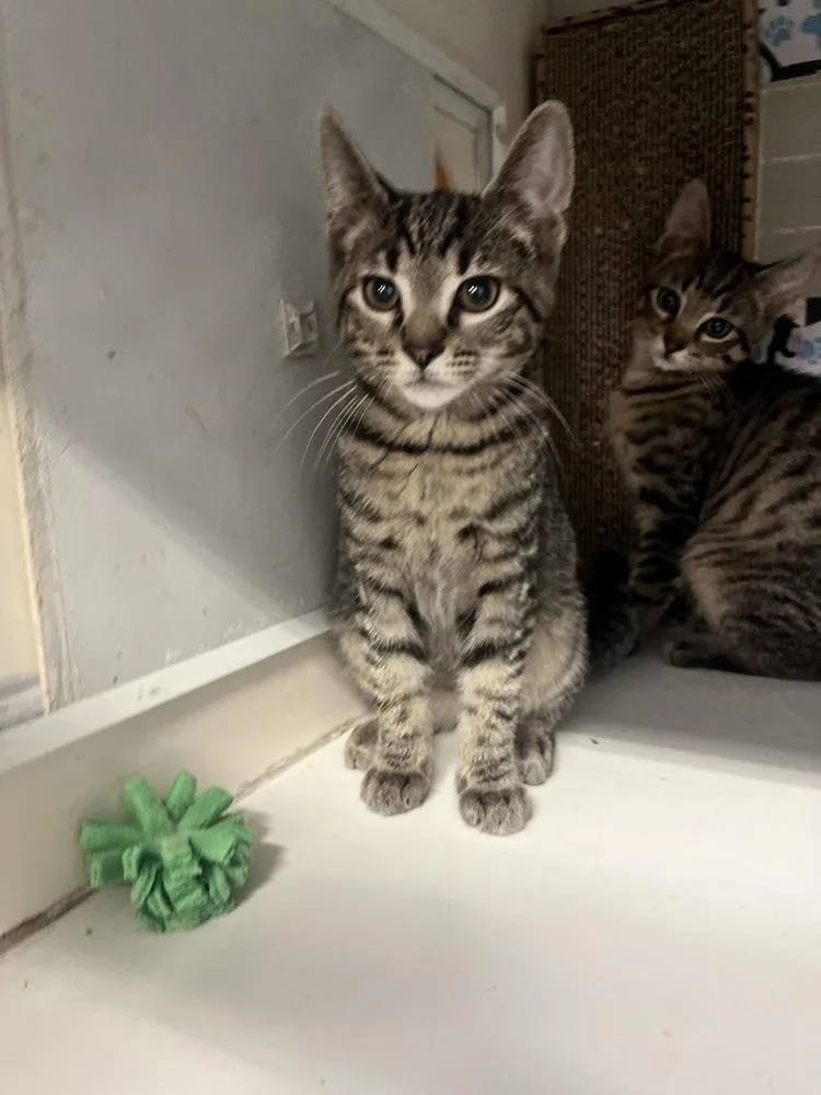 A baby small-sized male Tabby (Brown / Chocolate) Domestic Short Hair cat named Ank for adoption in Acworth, GA
