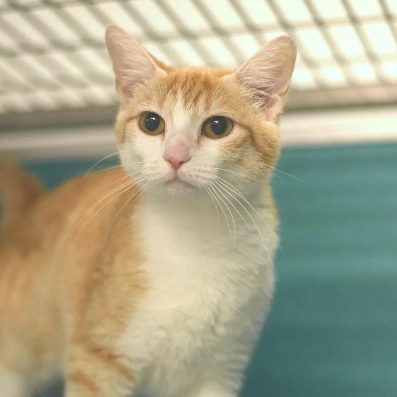 An adult medium-sized female Orange / Red Domestic Short Hair cat named Pitty Pat for adoption in Belleville, IL
