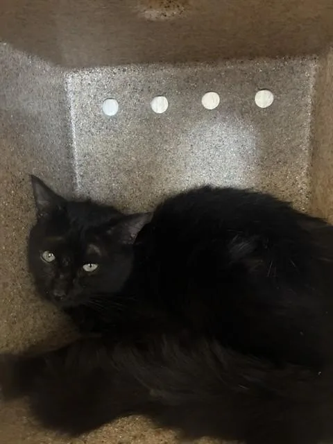 An adult small-sized male Domestic Short Hair cat named A for adoption in Rancho Cucamonga, CA