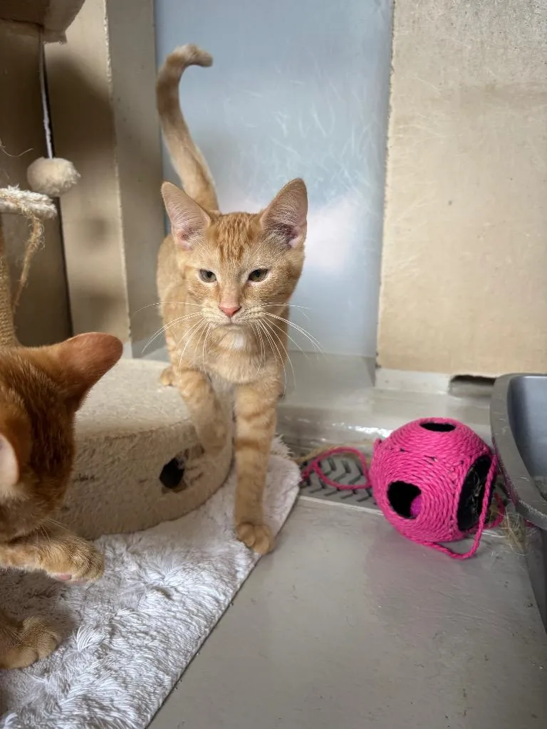 A baby medium-sized male Domestic Short Hair cat named Havarti for adoption in Findlay, OH