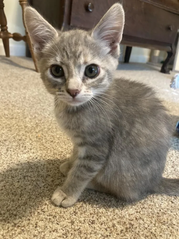 A baby medium-sized female Blue Point Domestic Short Hair cat named Penny for adoption in Oceanside, CA