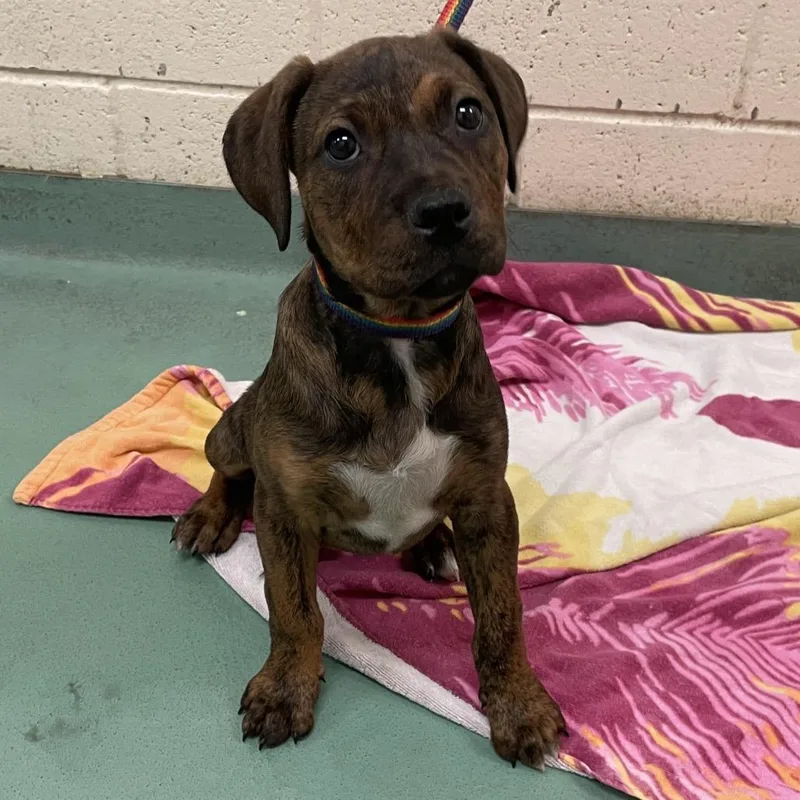 Penelope thumbnail 4