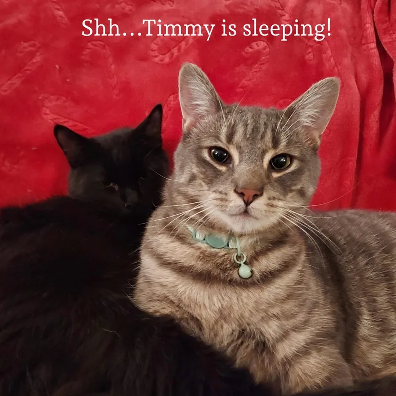 Timmy And Carl thumbnail 3