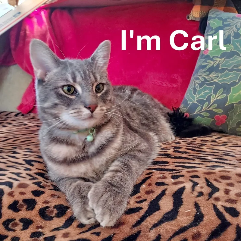 Timmy And Carl thumbnail 4