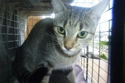 An adult medium-sized female Domestic Short Hair cat named Navajo for adoption in Honolulu, HI