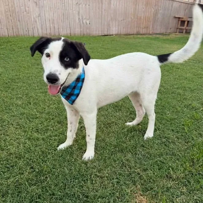 A baby medium-sized male Mixed Breed dog named Charlie for adoption in PLAINFIELD, CT