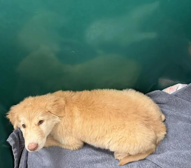 A baby small-sized female Great Pyrenees dog named Sansa for adoption in Houston, TX
