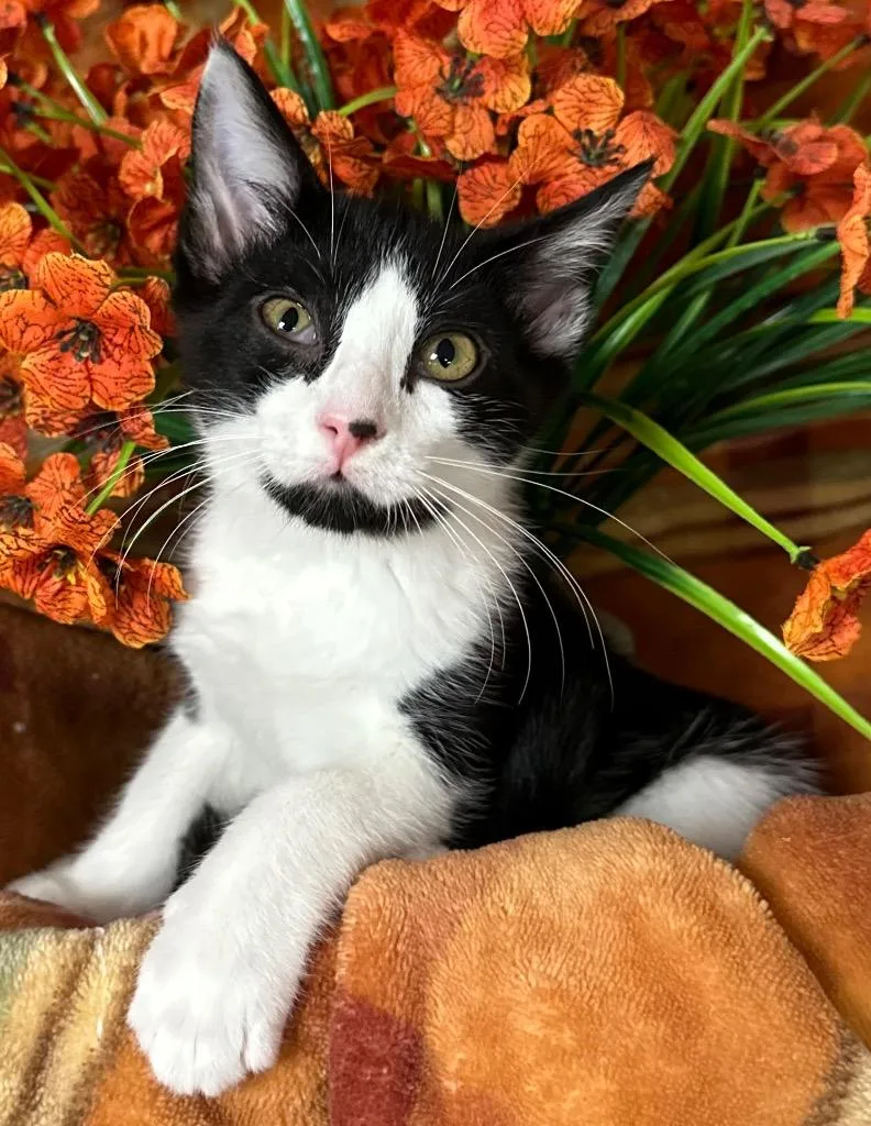 A baby small-sized female Domestic Short Hair cat named Overnight for adoption in Stillwater, OK