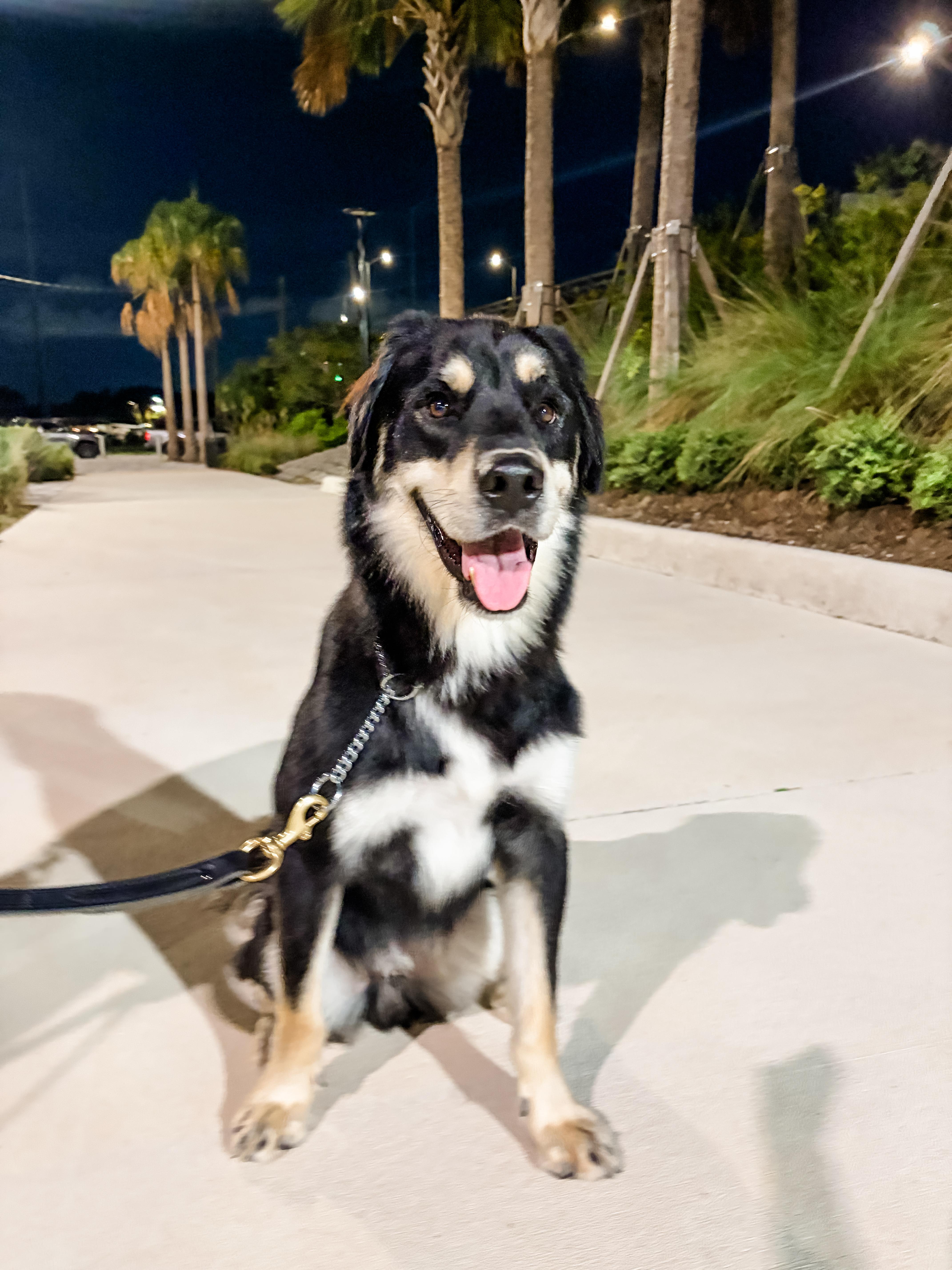 A young large-sized male Mixed Breed dog named Harry for adoption in tampa, FL