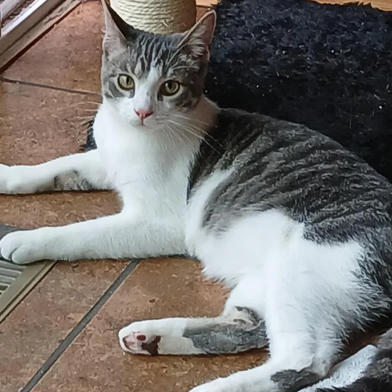 A young medium-sized male Tabby (Brown / Chocolate) Domestic Short Hair cat named Kepler for adoption in Mokena, IL