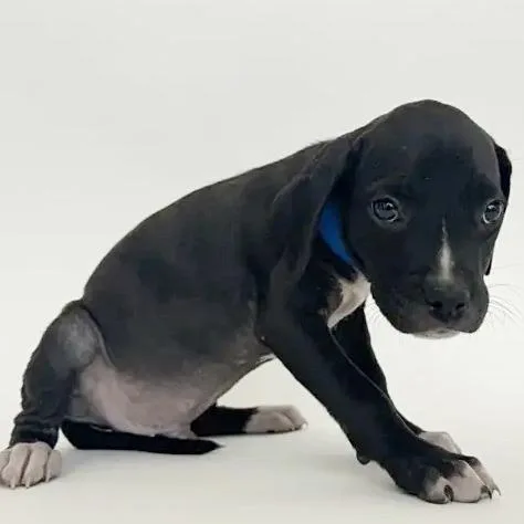 A baby small-sized male Black Boxer dog named Thriller for adoption in Saint Louis, MO
