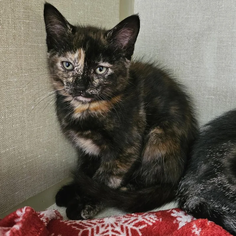 A baby small-sized female Tortoiseshell Domestic Short Hair cat named Zola for adoption in Monroe, MI
