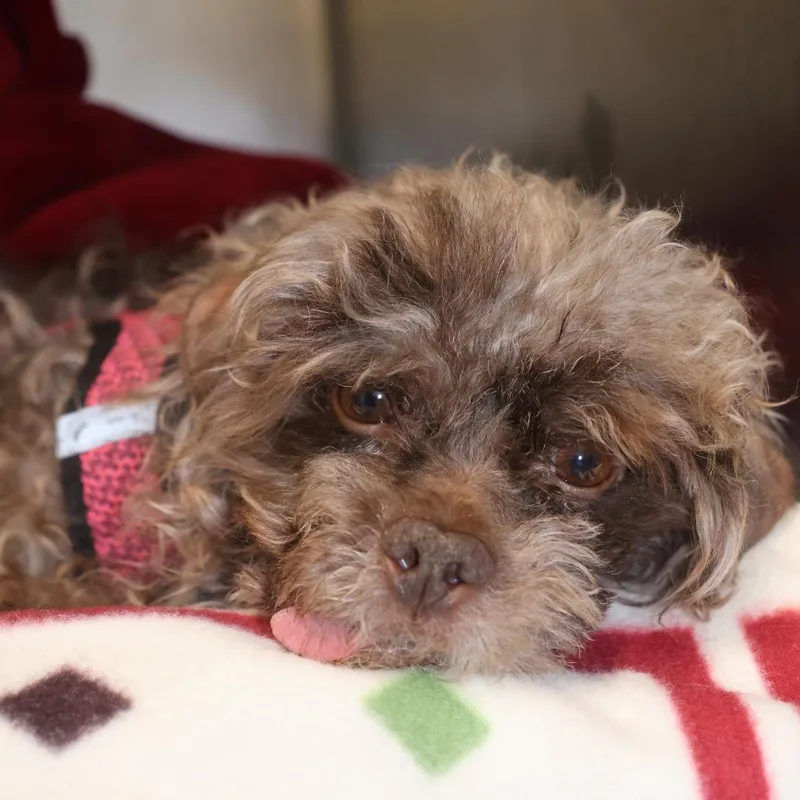 An adult small-sized male Brown / Chocolate Miniature Poodle dog named Parker for adoption in Briarcliff Manor, NY