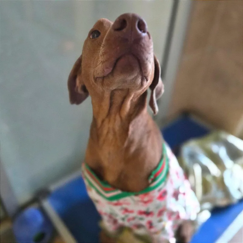 Carmelita thumbnail 2