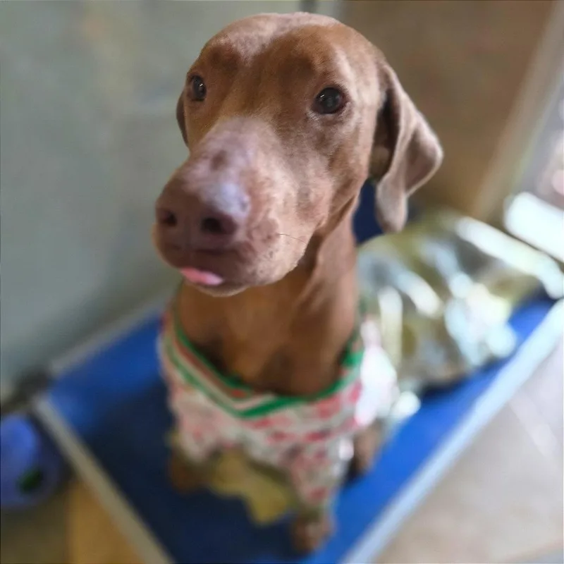 Carmelita thumbnail 3