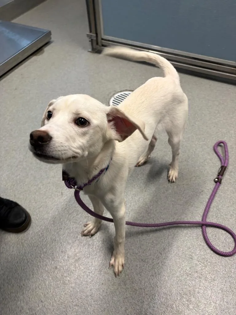 A baby medium-sized male Labrador Retriever dog named Ranger for adoption in Bloomington, IN