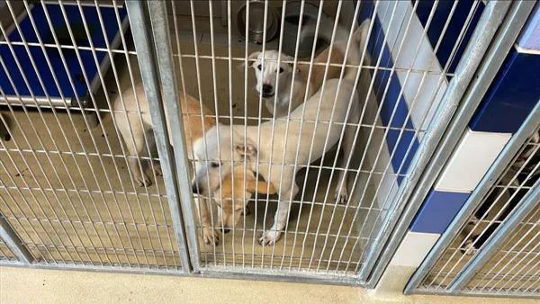 A young medium-sized female Pit Bull Terrier dog named Beverely for adoption in Austin, TX