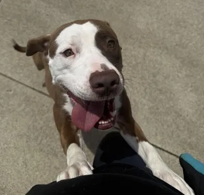 An adult large-sized female Pit Bull Terrier dog named Maribel for adoption in Westland, MI