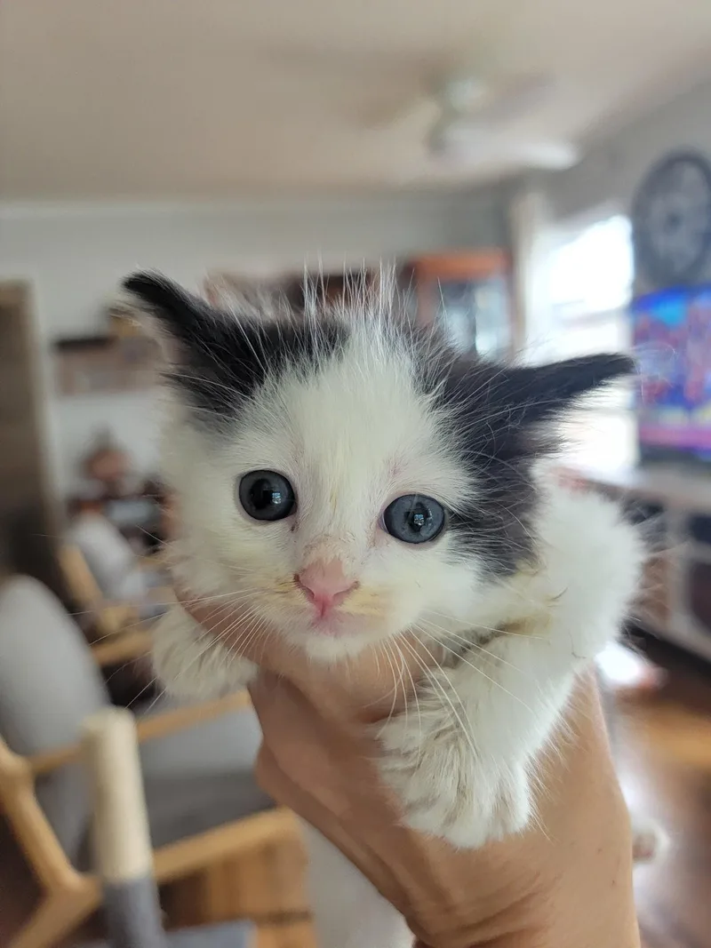A baby small-sized female Domestic Long Hair cat named Petunia for adoption in Long Beach, CA