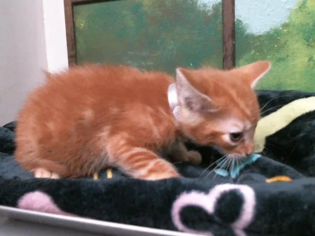 A baby small-sized male Domestic Short Hair cat named Red for adoption in Houston, TX