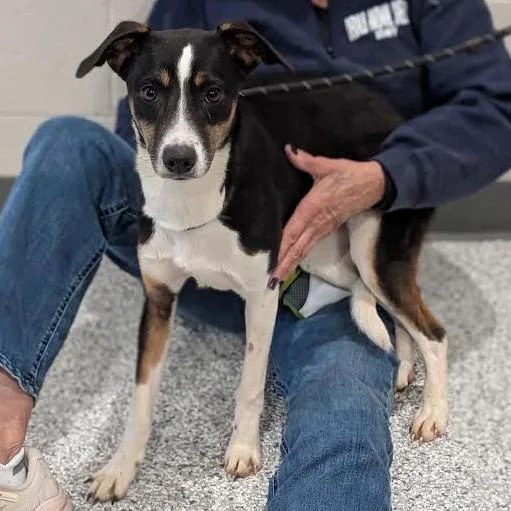 A young small-sized female Black Mixed Breed dog named Delilah for adoption in Smithville, TN