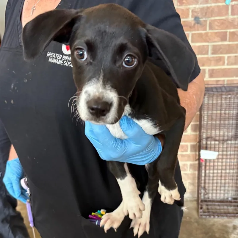 A baby small-sized female Black Hound dog named Claudette for adoption in Birmingham, AL
