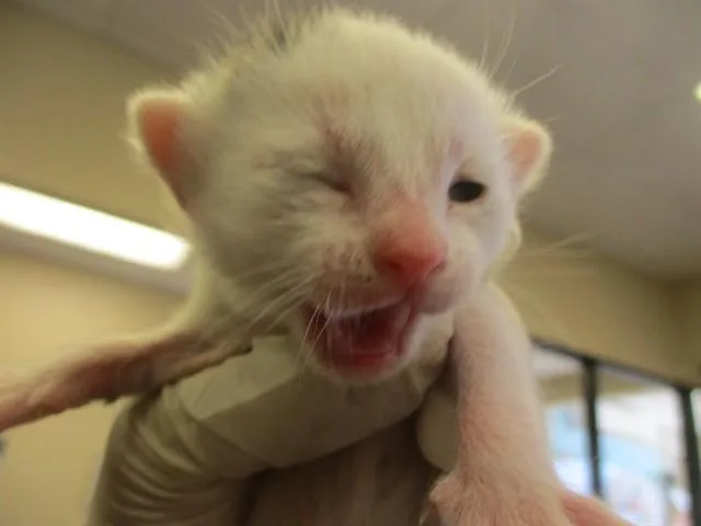 A baby small-sized male Domestic Short Hair cat named One Spot for adoption in Ocala, FL