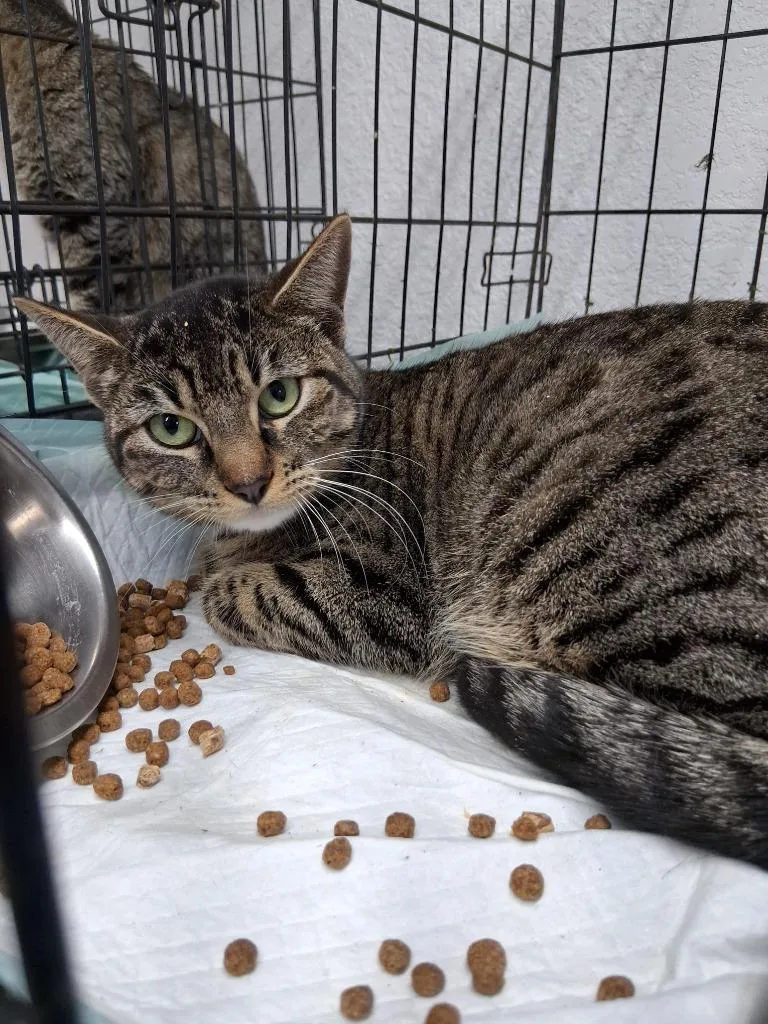 A young large-sized female Domestic Short Hair cat named Dart for adoption in Brownwood, TX