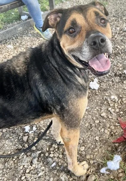 A senior large-sized male Bicolor Mixed Breed dog named Moe Bear for adoption in Georgetown, TX