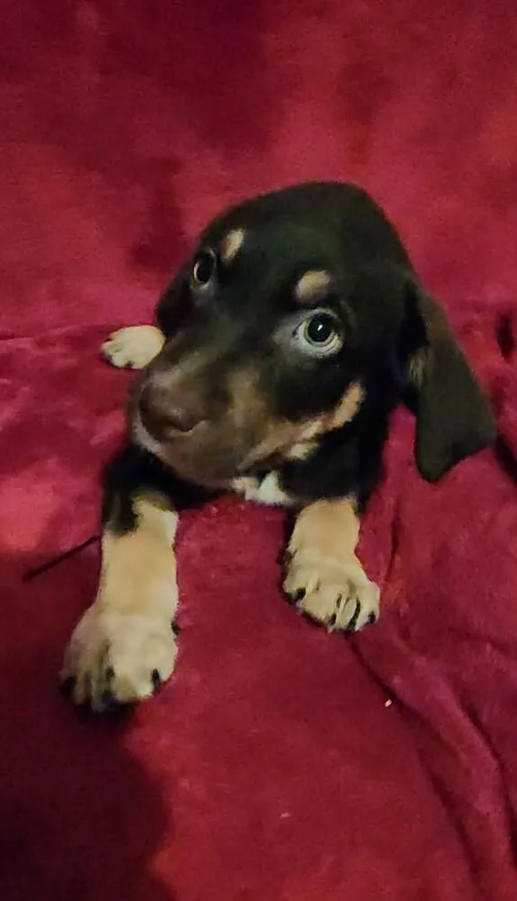 Greta